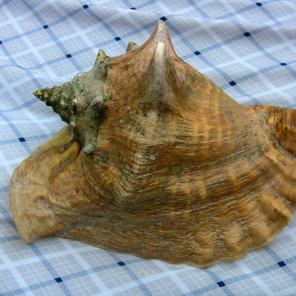 Beautiful Queen Conch Shell 10" large - Picture 8 of 8